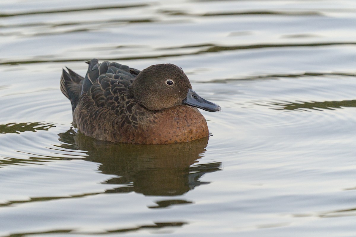 Brown Teal - Christopher Tuffley