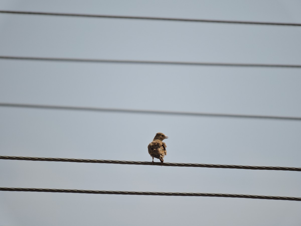 Ashy-crowned Sparrow-Lark - ML619665856