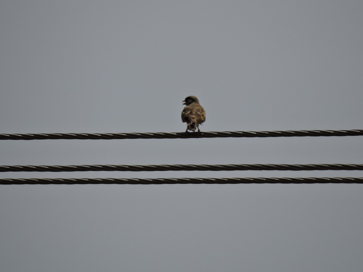 Ashy-crowned Sparrow-Lark - ML619665857