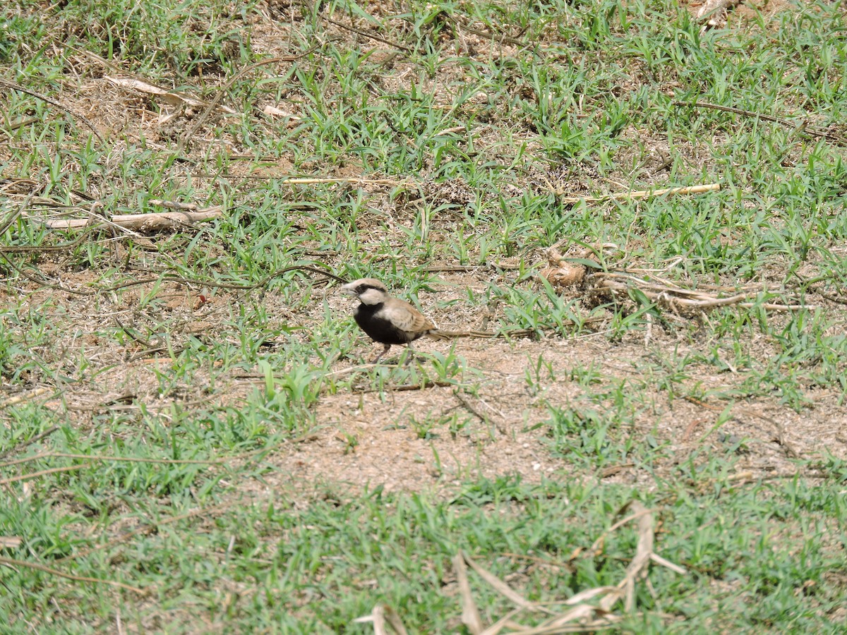 Ashy-crowned Sparrow-Lark - ML619665858