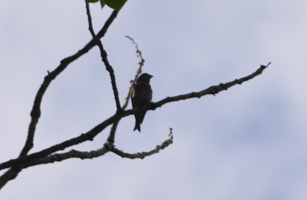 Red Crossbill - Adam Capparelli