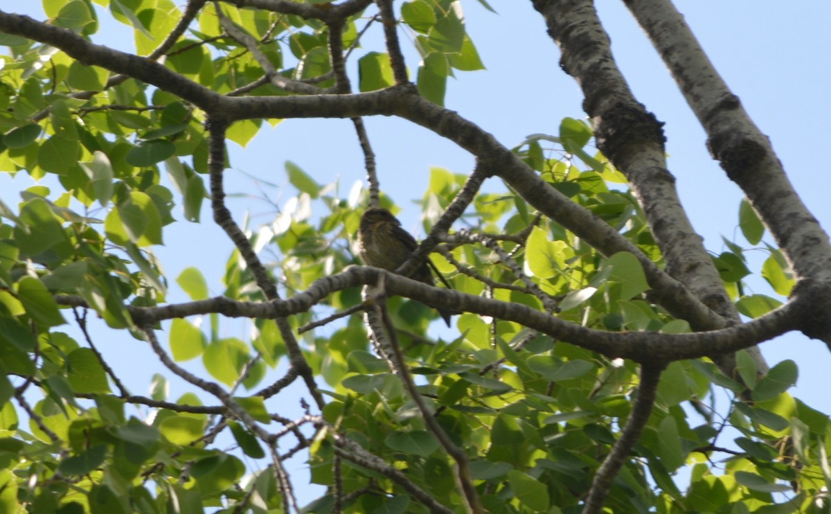 Red Crossbill - ML619665860