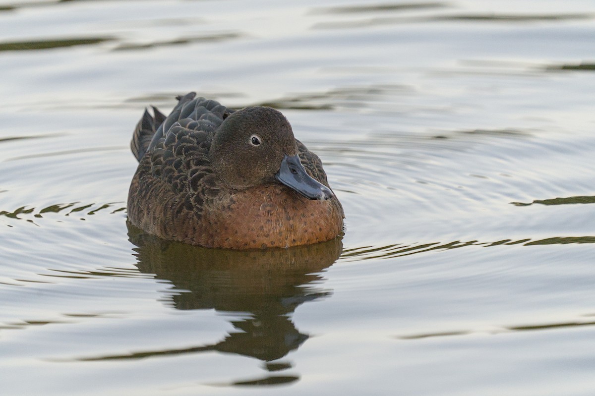 Brown Teal - ML619665861