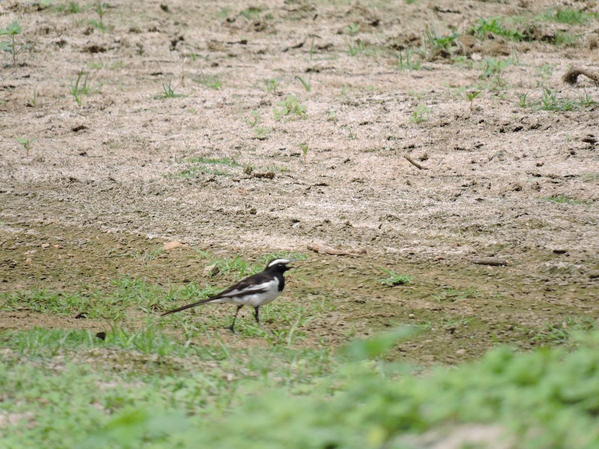 White-browed Wagtail - Suzhal Arivom (Group Account)