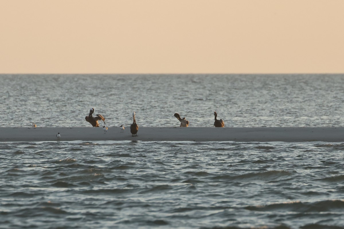 Brown Pelican - E R