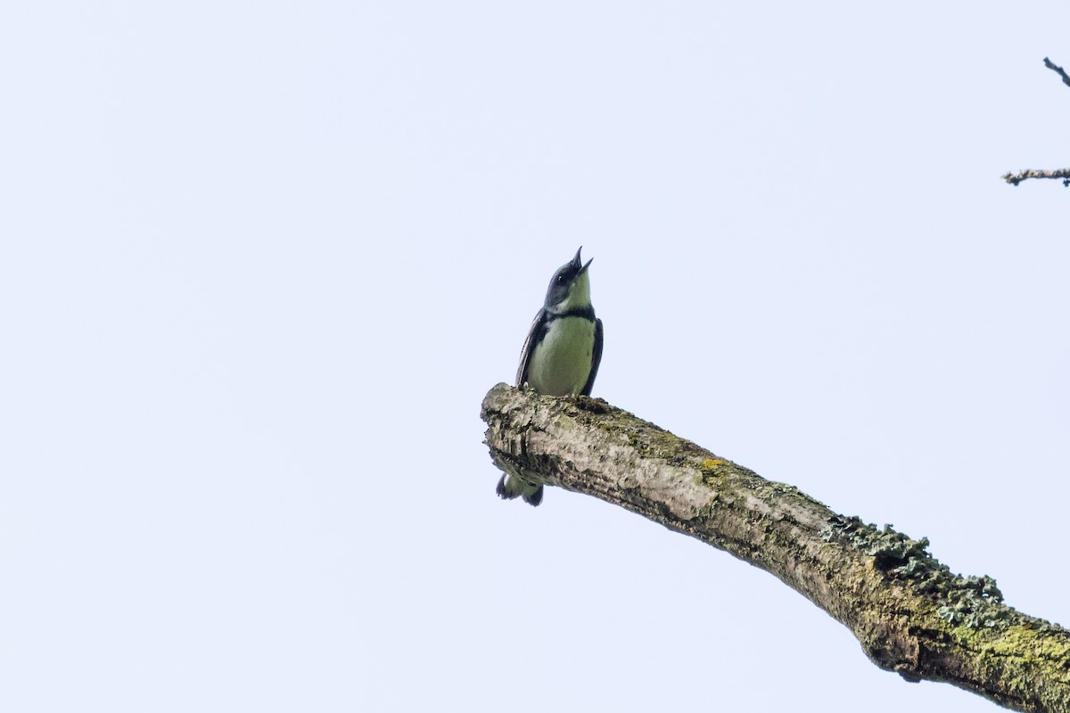 Cerulean Warbler - Kees de Mooy