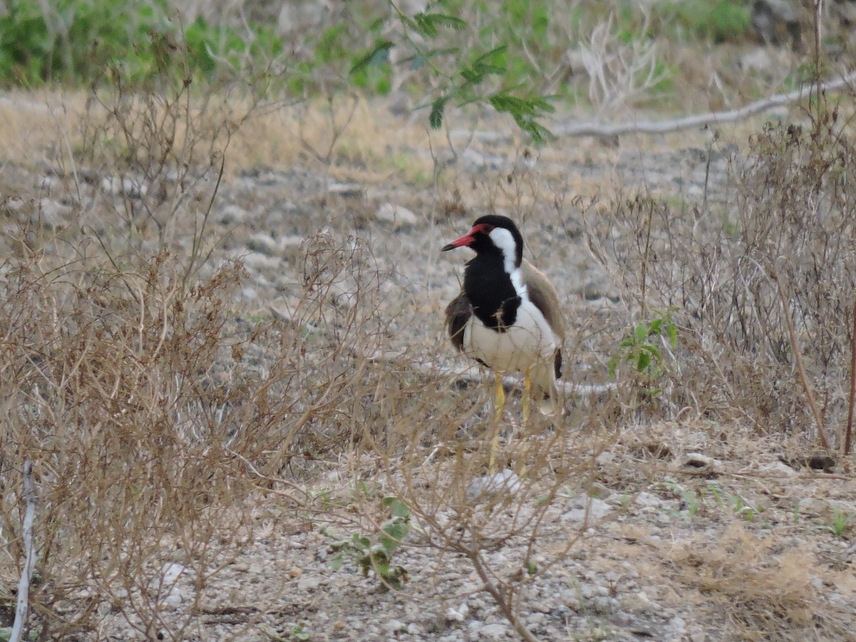 Red-wattled Lapwing - ML619665869