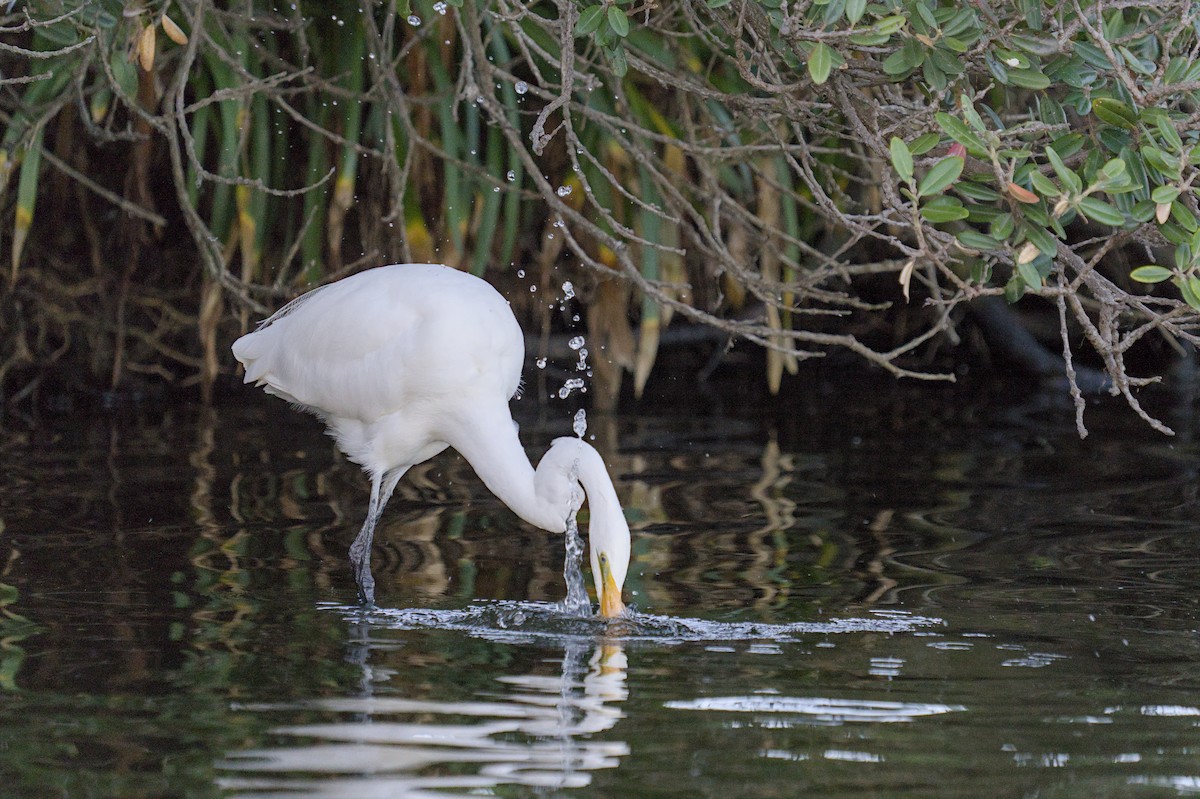 Great Egret - Christopher Tuffley