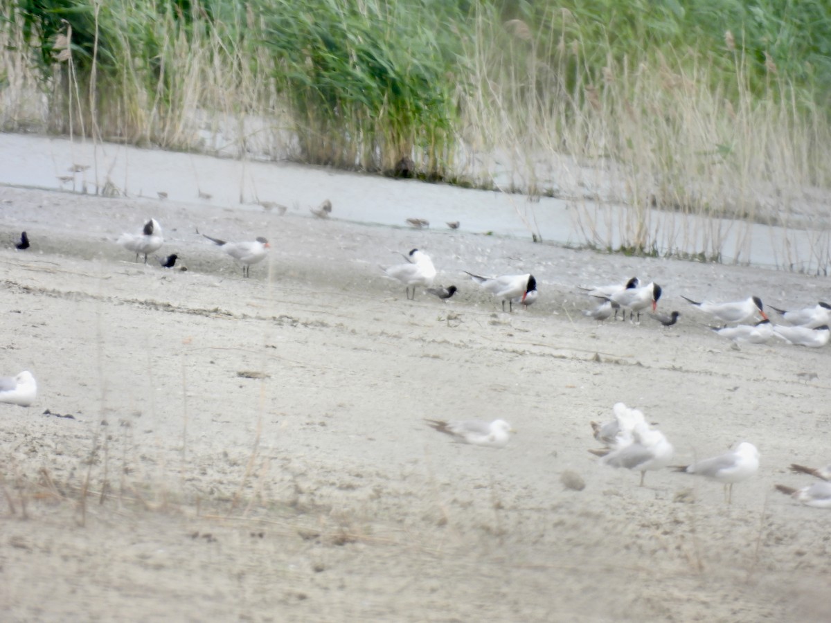 Black Tern - Bonnie Penet