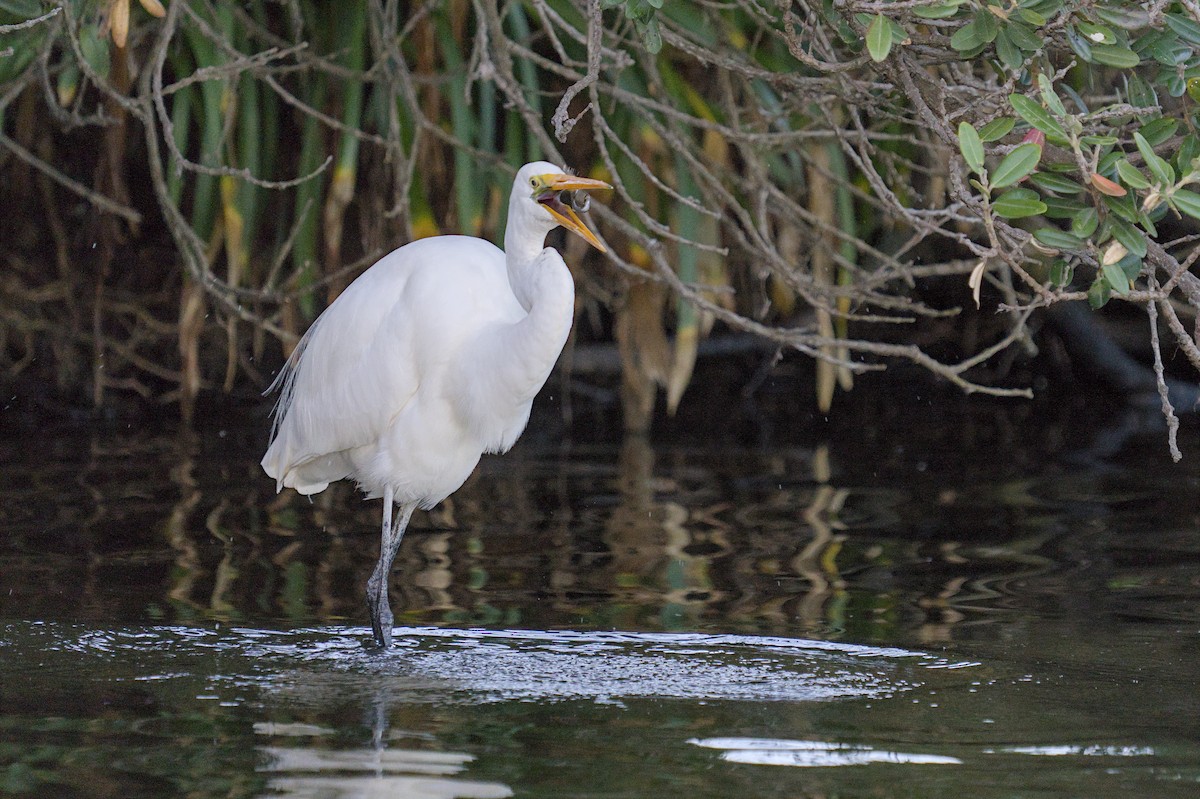 Great Egret - Christopher Tuffley