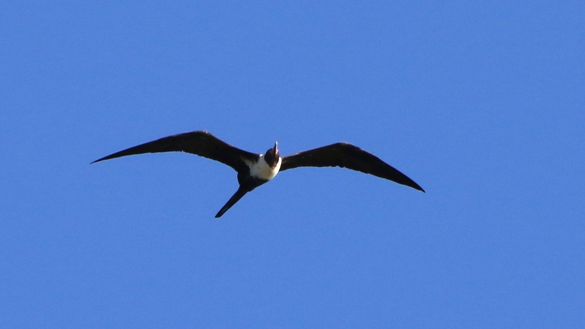 Lesser Frigatebird - Mel Mitchell