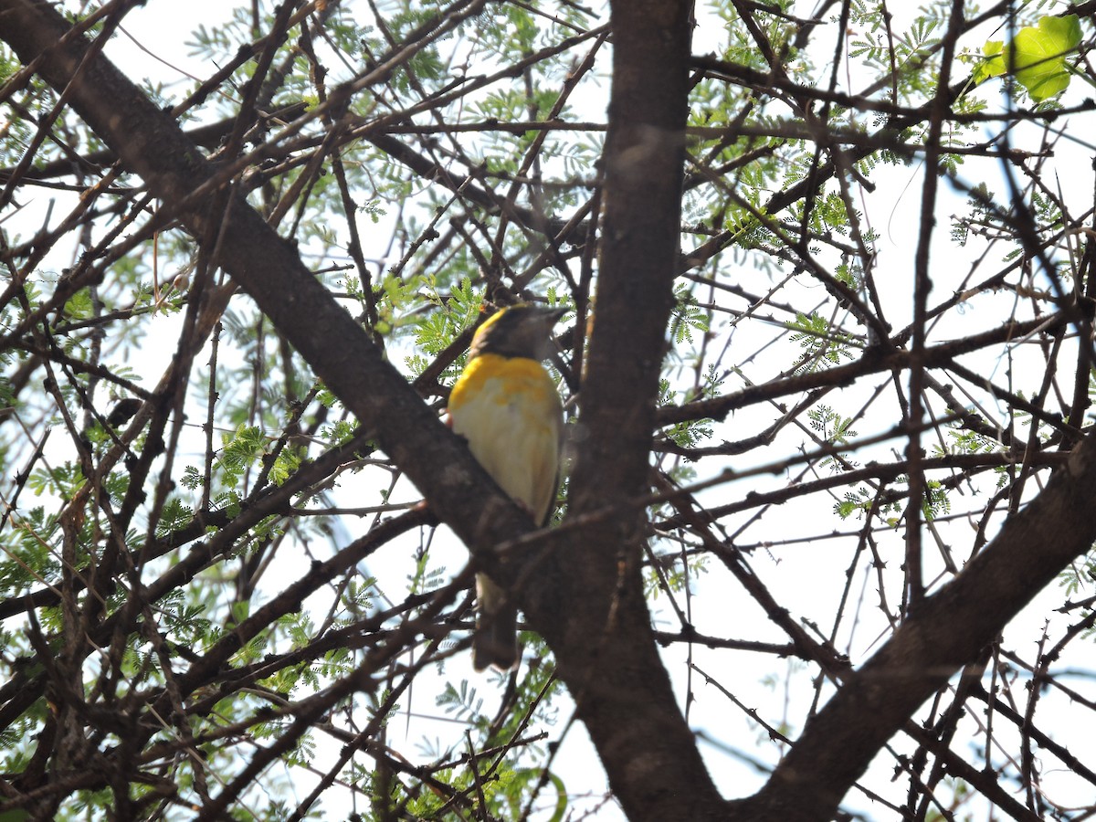 Baya Weaver - Suzhal Arivom (Group Account)