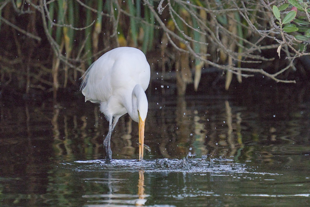 Great Egret - Christopher Tuffley