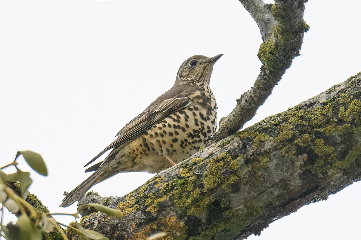 Mistle Thrush - ML619665884