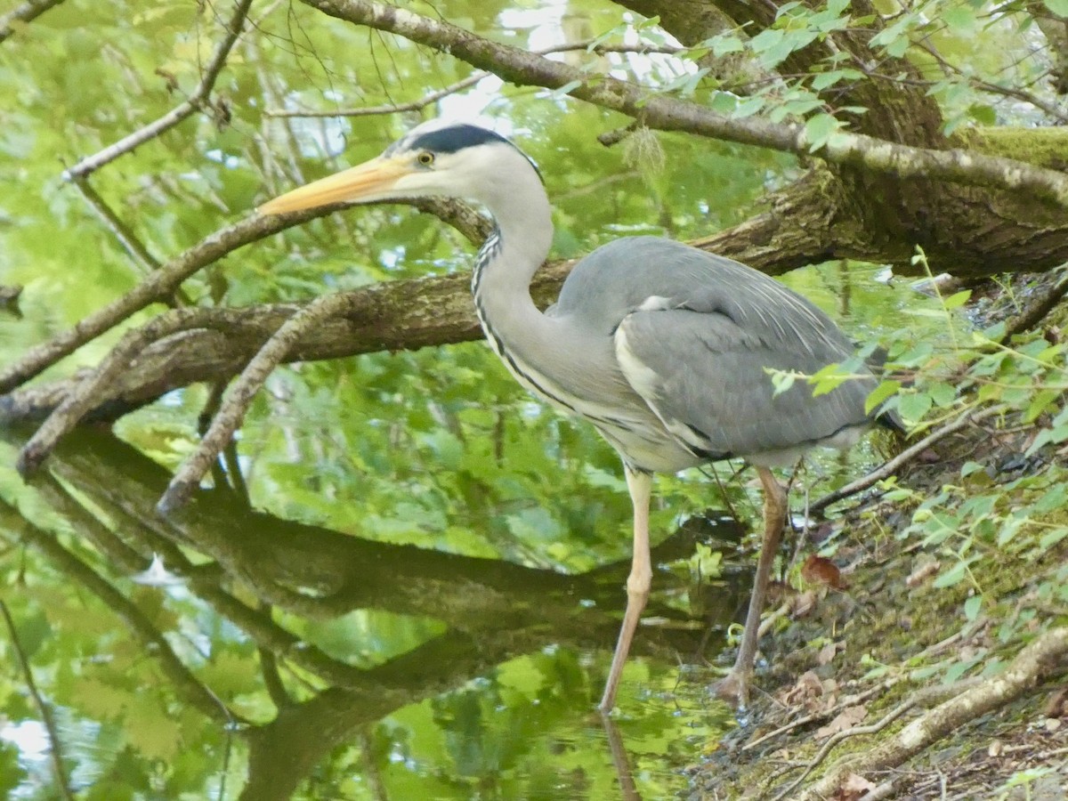 Gray Heron - Darren Wilson