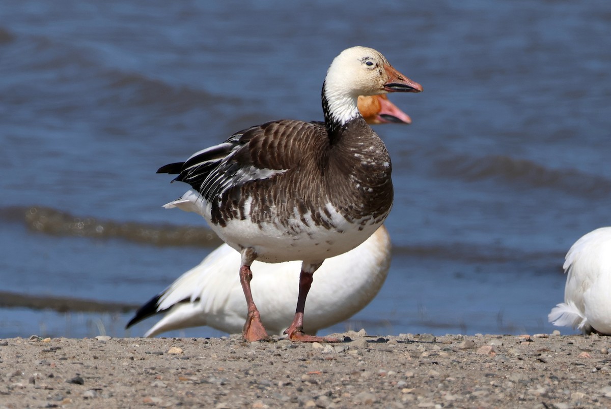 Snow Goose - Vern Bothwell