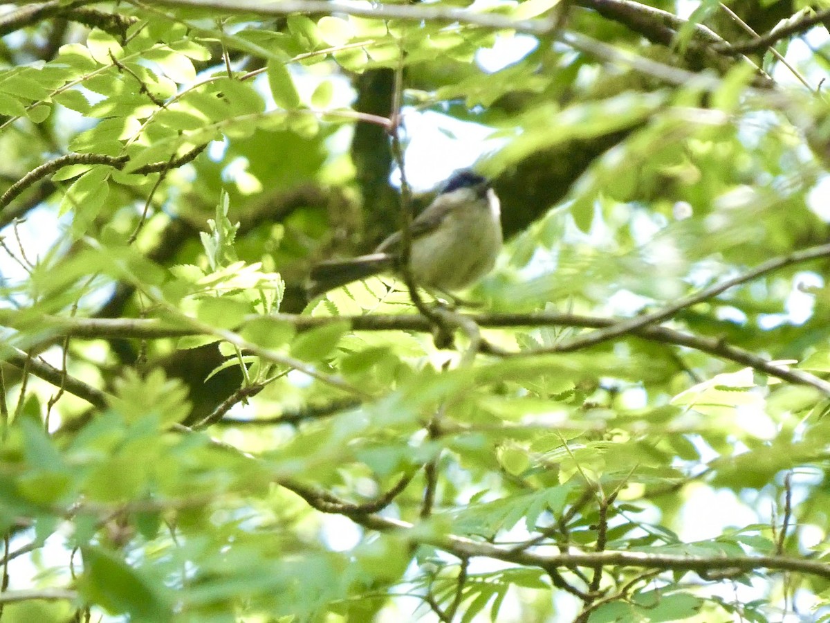 Marsh Tit - ML619665894