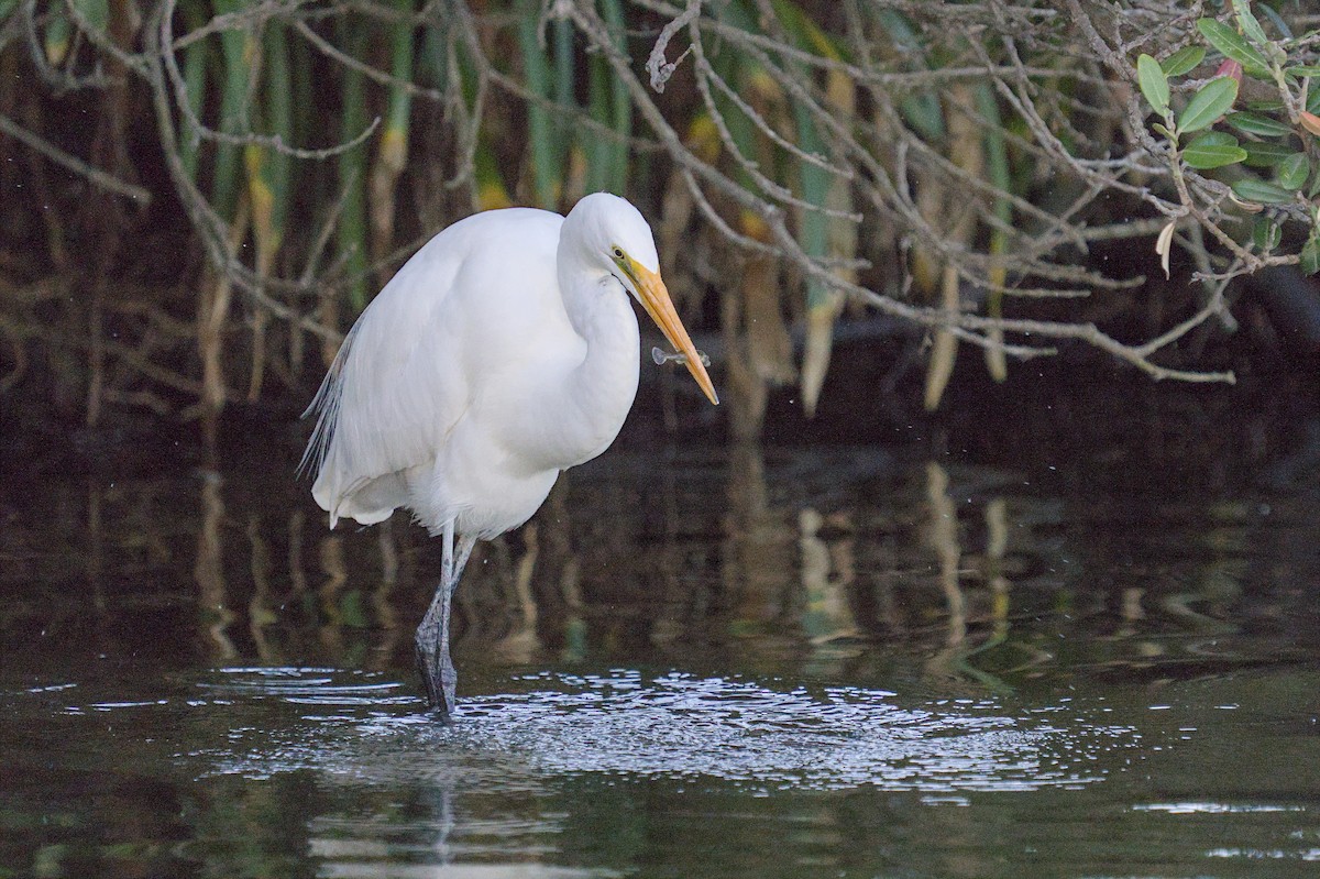 Great Egret - Christopher Tuffley