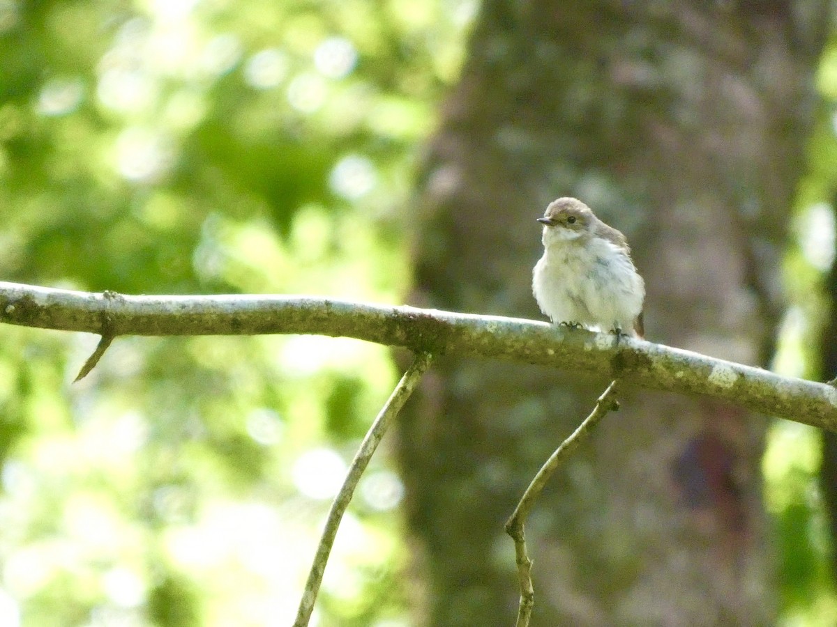 European Pied Flycatcher - Darren Wilson