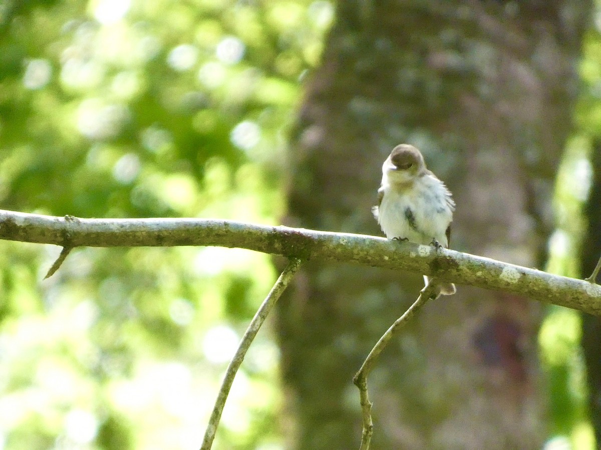 European Pied Flycatcher - Darren Wilson