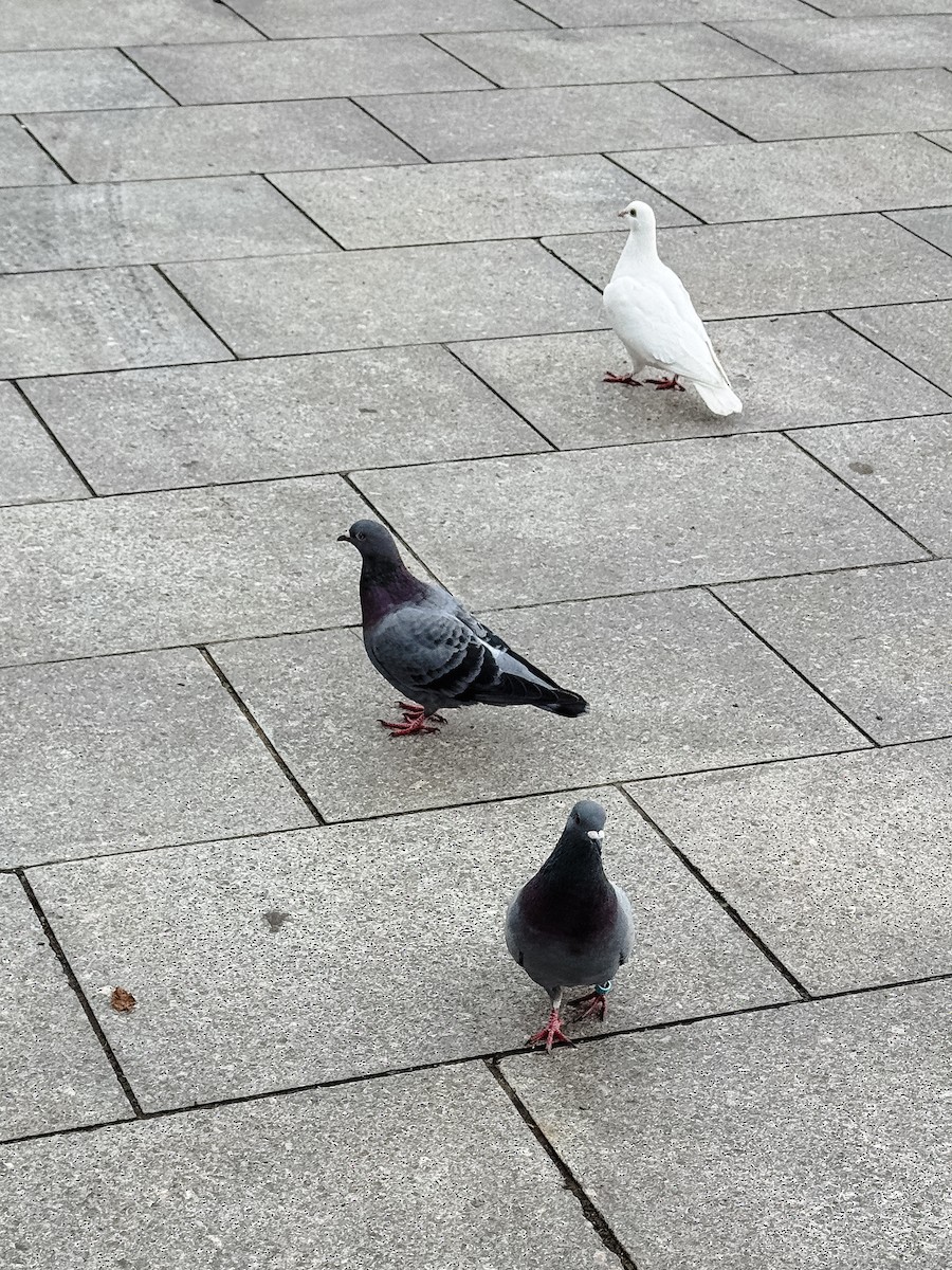 Rock Pigeon (Feral Pigeon) - Matt Saunders