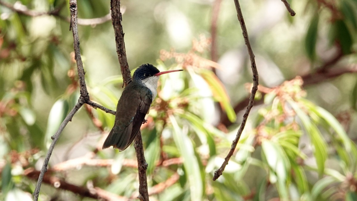 Violet-crowned Hummingbird - leo wexler-mann