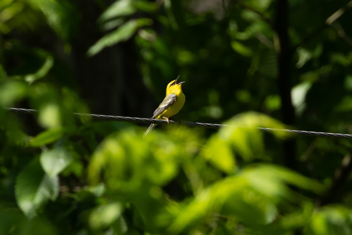 Blue-winged Warbler - Kees de Mooy