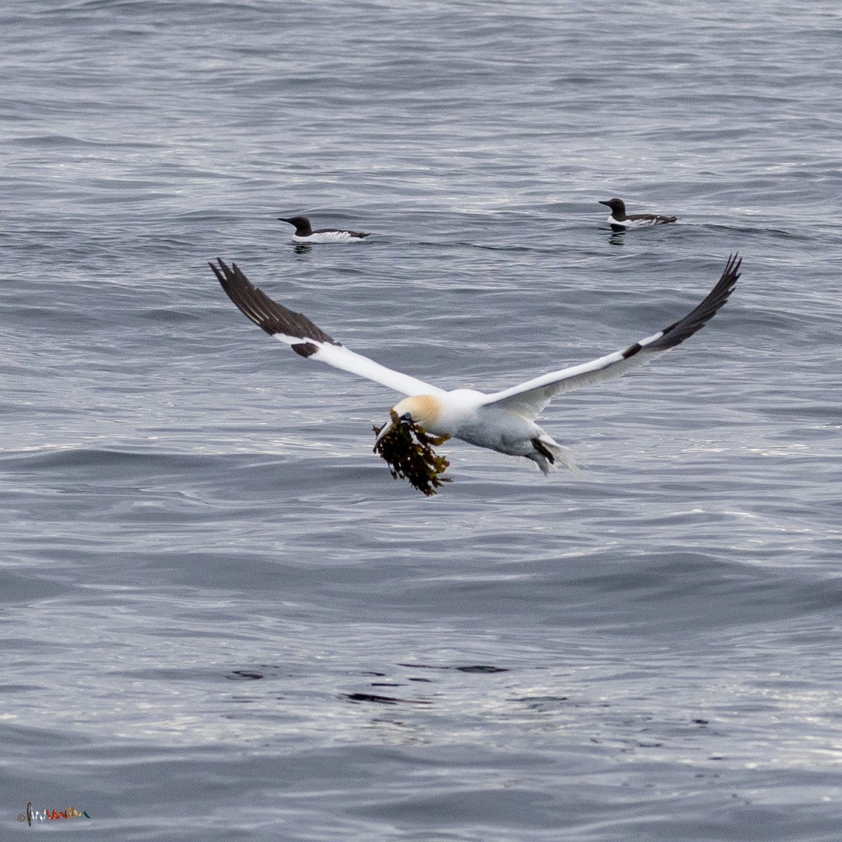 Northern Gannet - ML619665939