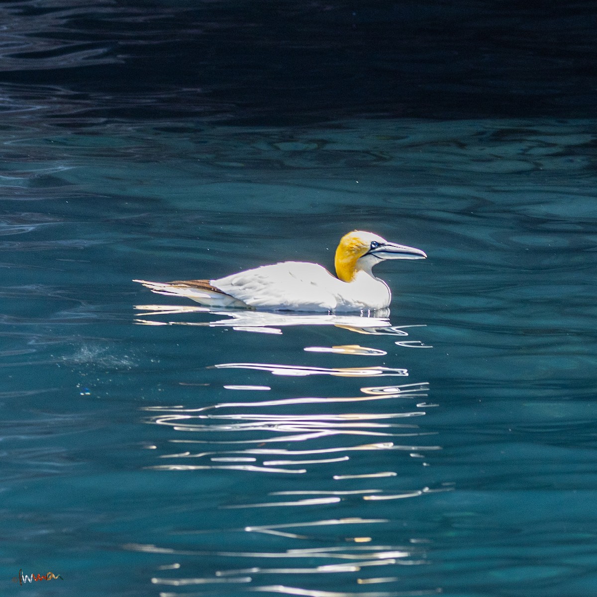 Northern Gannet - Simon Robinson