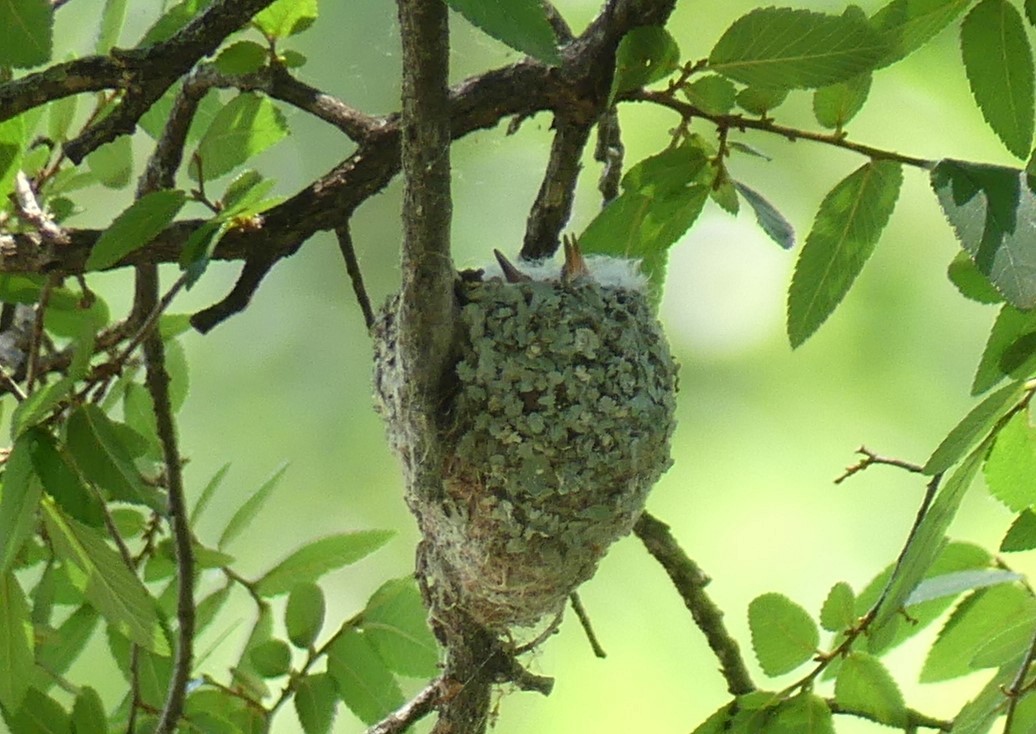 Black-chinned Hummingbird - ML619665942