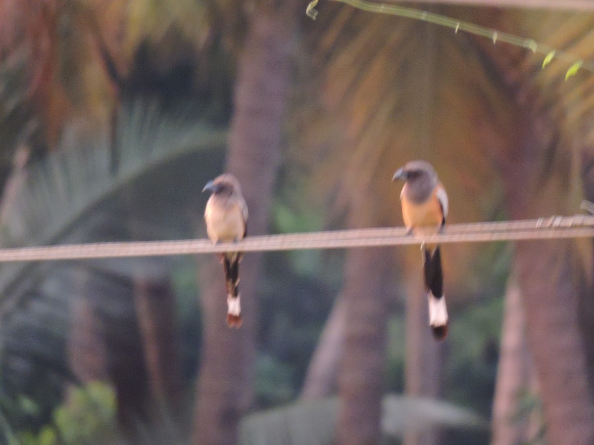 Rufous Treepie - ML619665947