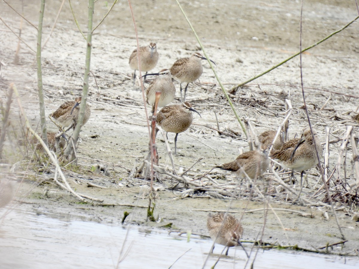 Whimbrel - Bonnie Penet