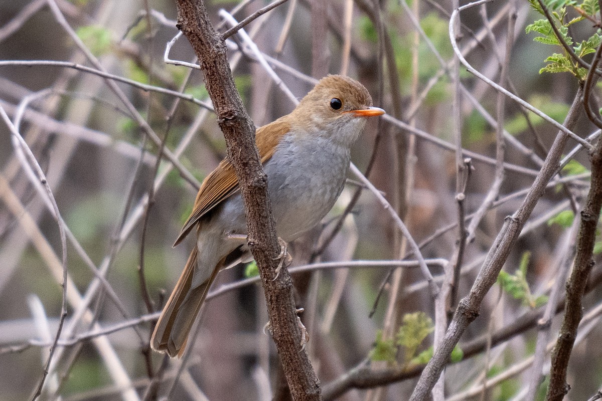 Orange-billed Nightingale-Thrush - David Lauter
