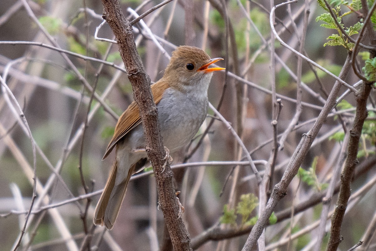 Orange-billed Nightingale-Thrush - David Lauter