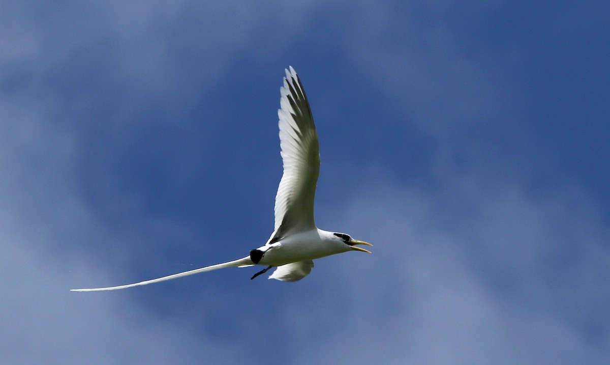 White-tailed Tropicbird - Mel Mitchell