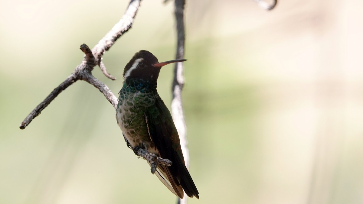 White-eared Hummingbird - leo wexler-mann