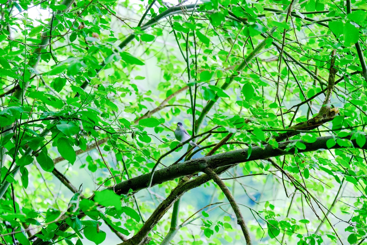 Eurasian Blackcap - ML619665969