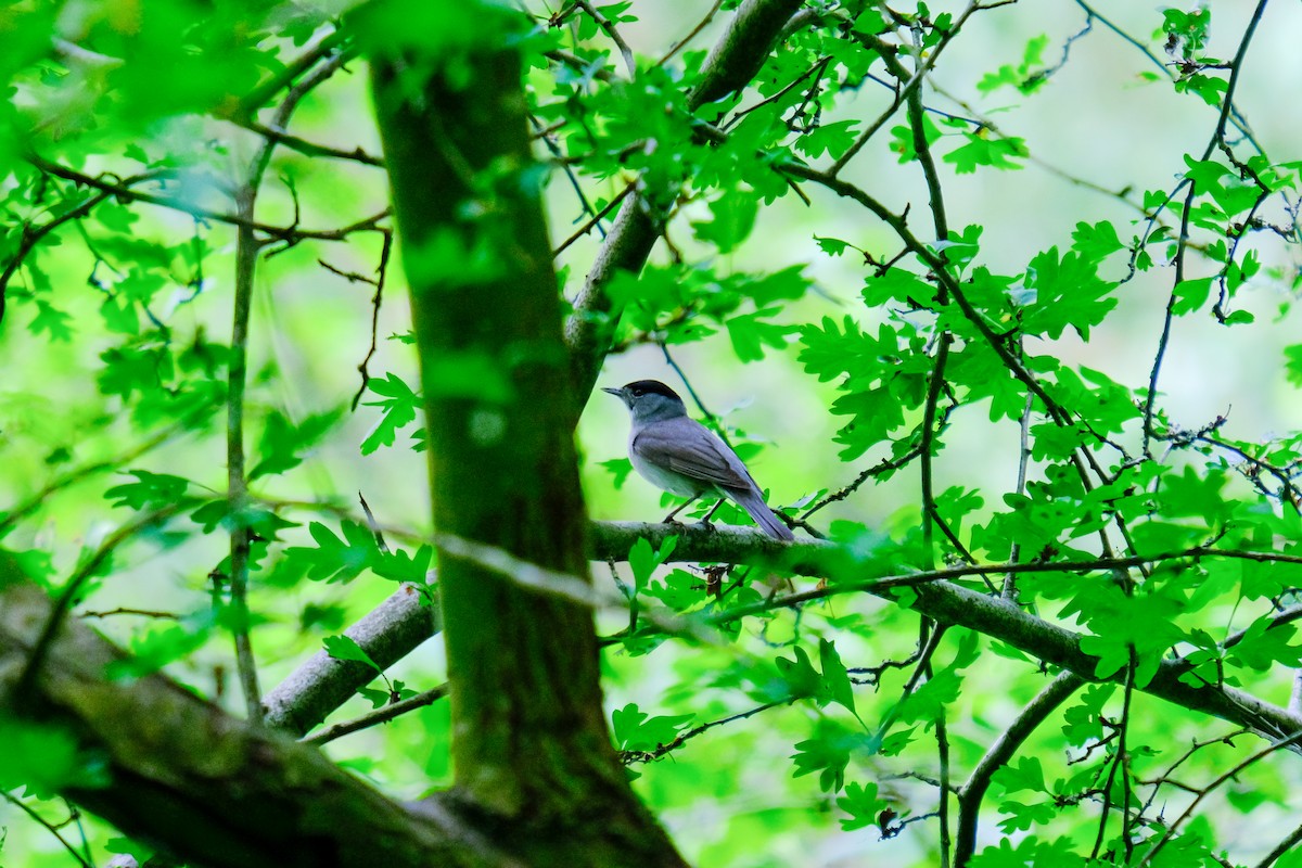 Eurasian Blackcap - ML619665973