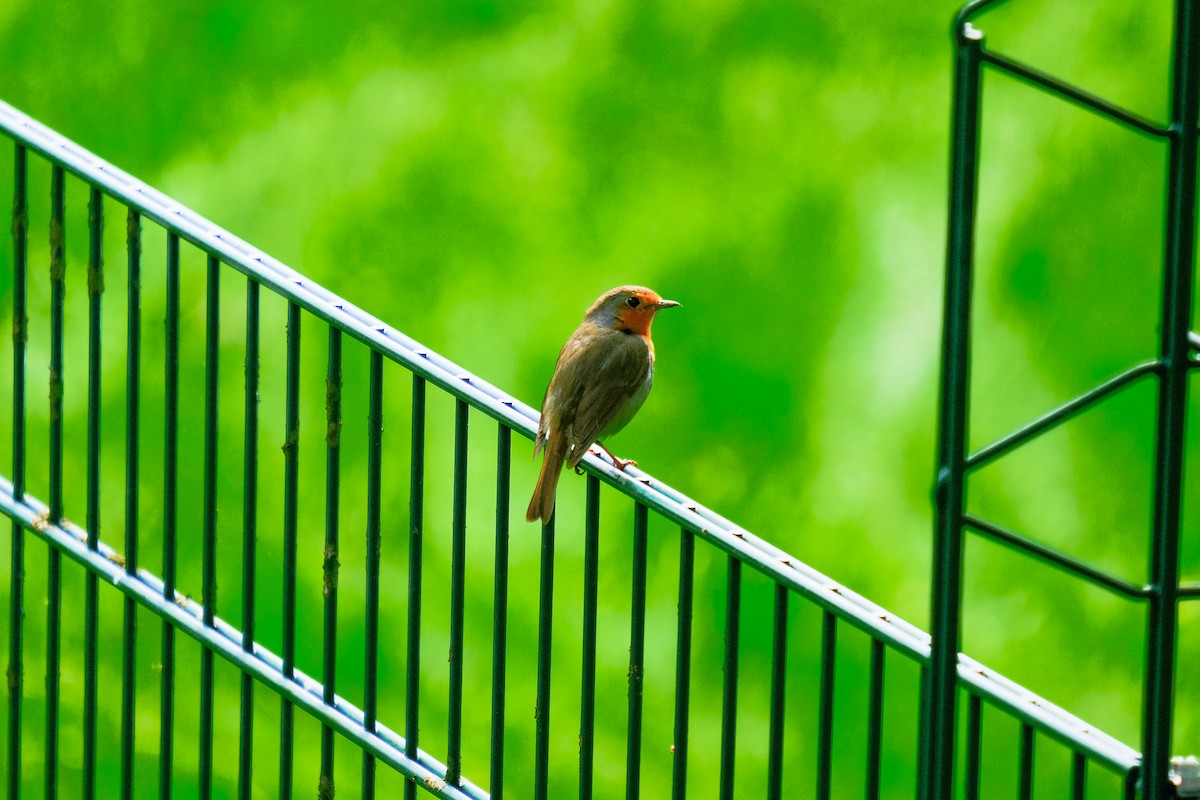 European Robin - Luuk Leeuwenstein