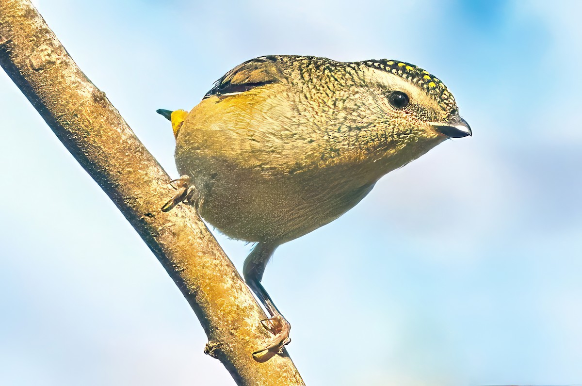 Spotted Pardalote (Spotted) - Alfons  Lawen