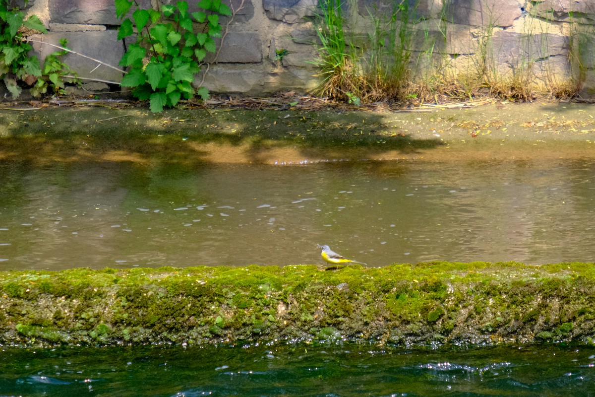 Gray Wagtail - Luuk Leeuwenstein