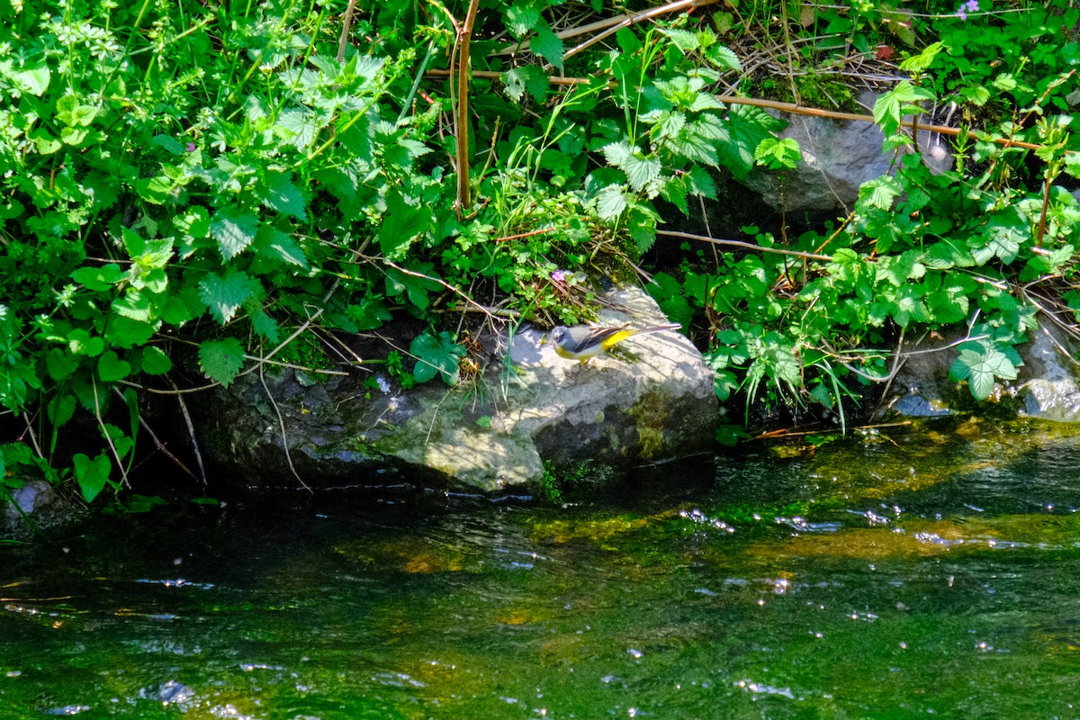 Gray Wagtail - Luuk Leeuwenstein