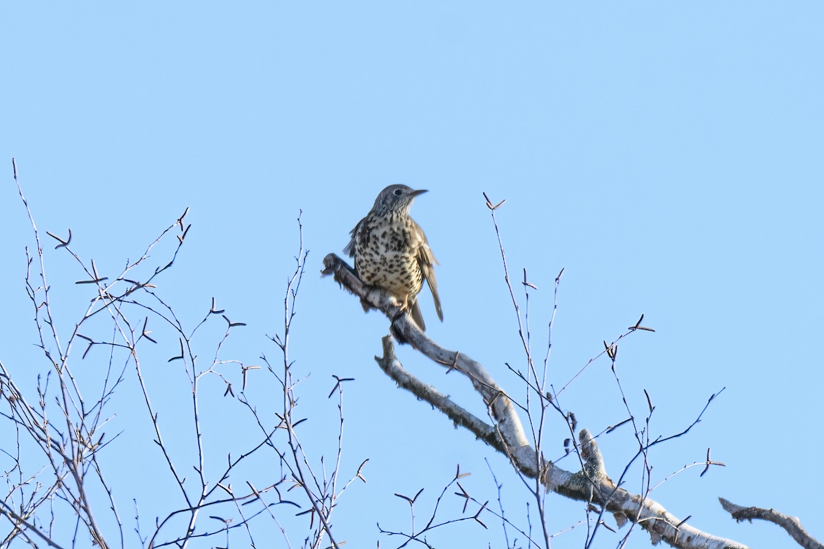 Mistle Thrush - Valery Treitsiak