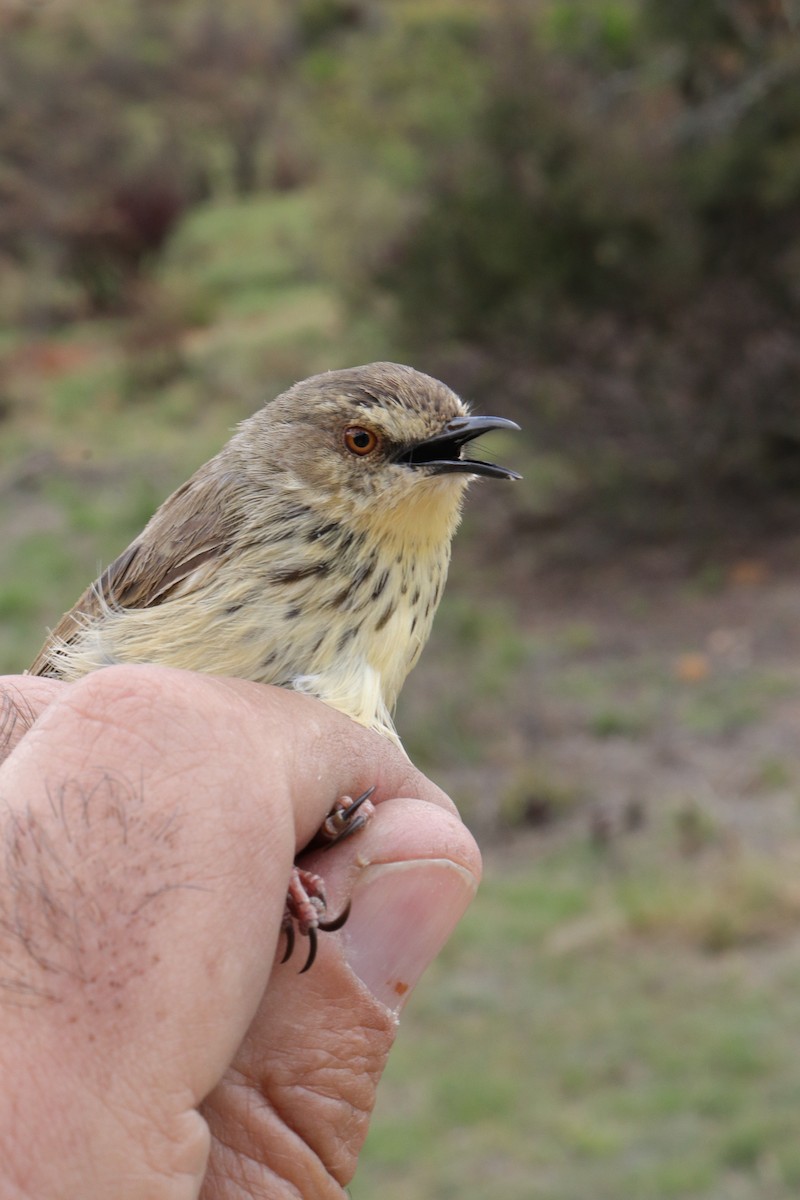 Drakensberg Prinia - Dawie de Swardt