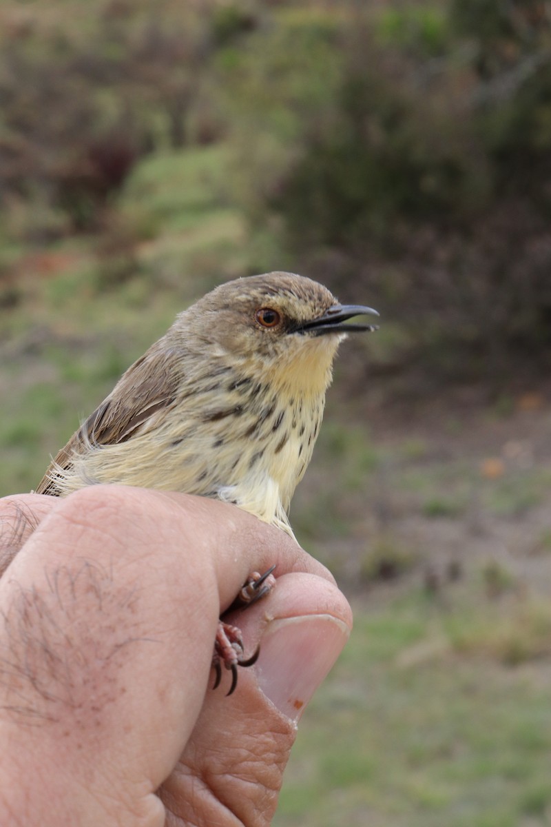 Drakensberg Prinia - Dawie de Swardt