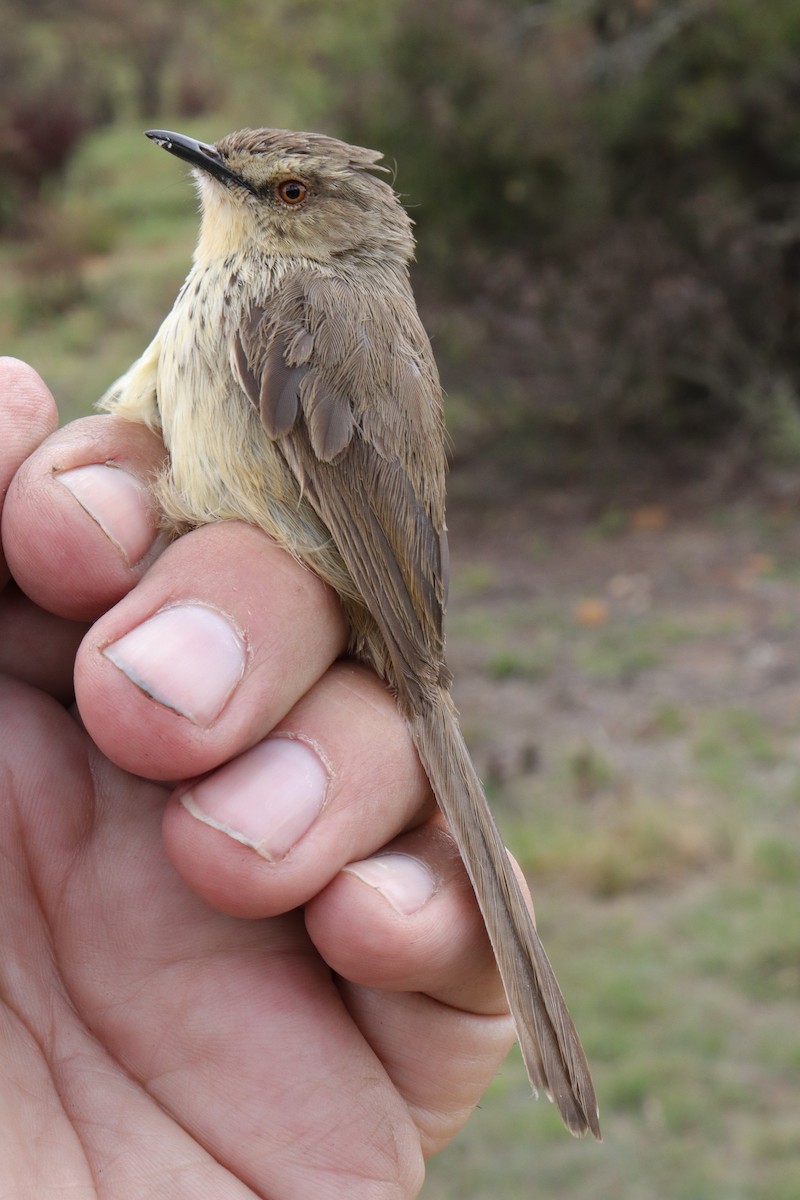 Drakensberg Prinia - Dawie de Swardt