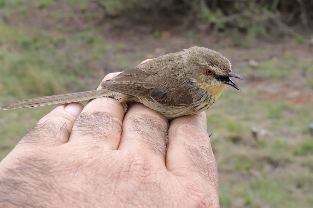 Drakensberg Prinia - Dawie de Swardt