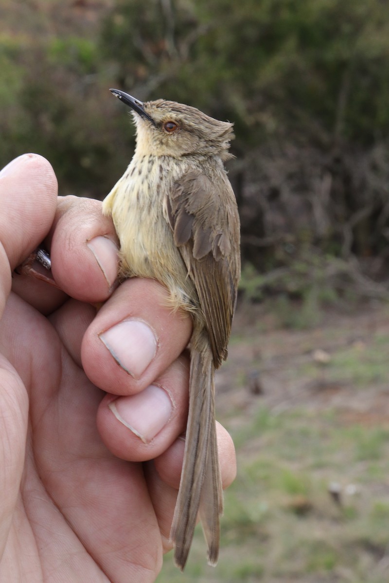 Drakensberg Prinia - Dawie de Swardt