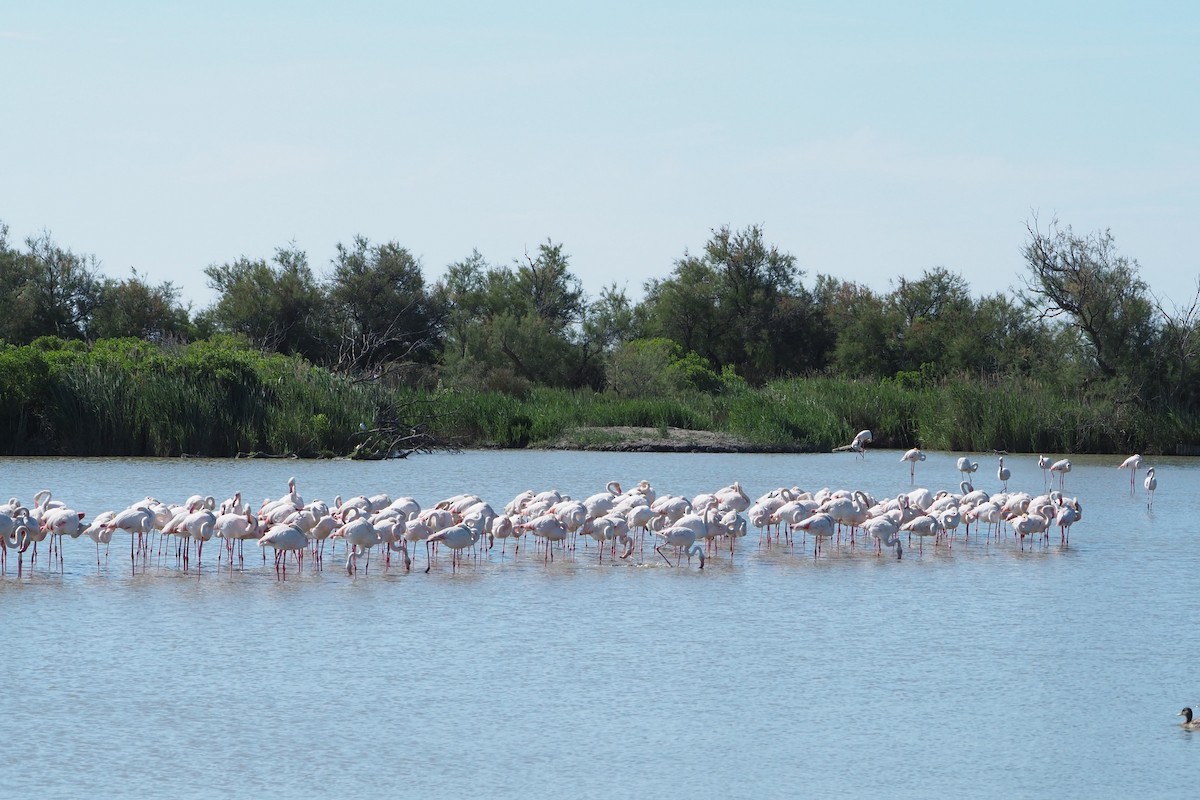 Greater Flamingo - Wytske De Groot