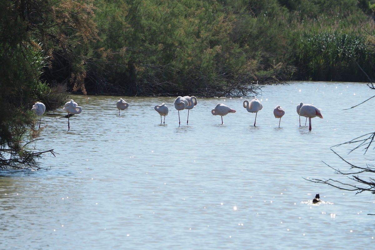 Greater Flamingo - Wytske De Groot